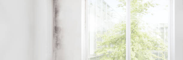 Grant, AL Mold Removal Company