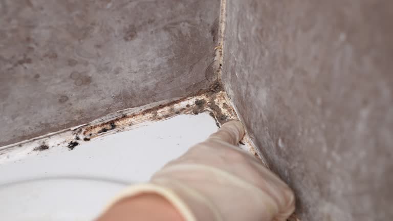  Grant, AL Mold Removal Pros